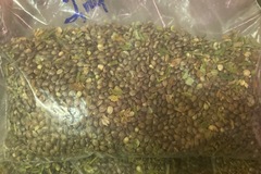 Sell: CBD Trump Hemp Seeds Wholesale bulk seeds for sale