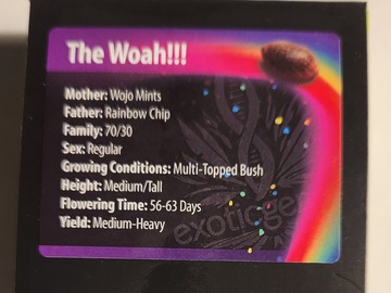 Vente: The Woah from Exotic Genetix