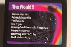 Sell: The Woah from Exotic Genetix