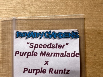 Venta: Purple Runtz X Purple Marmalade Fem. Seeds