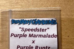 Sell: Purple Runtz X Purple Marmalade Fem. Seeds