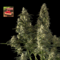 Sell: Strawberry Cheesecake Auto Feminised Seeds
