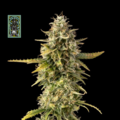Sell: White Widow Auto Feminised Seeds