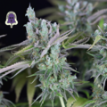 Sell: Purple Ghost Candy Feminised Seeds