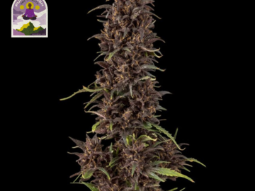 Purple Kush CBD 1:1 Auto Feminised Seeds