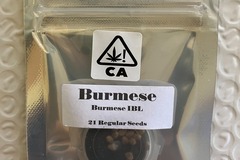 Sell: Burmese IBL from CSI Humboldt