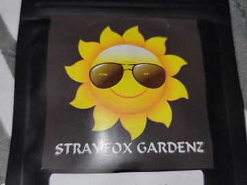 Vente: Strayfox Gardenz - 21 Candles