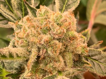 Vente: Sour Hunters Pack (72 seeds)