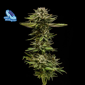 Sell: C99 x Blueberry FAST Feminised Seeds