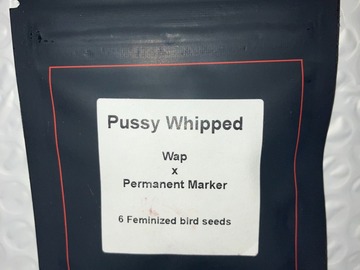 Vente: Pussy Whipped from LIT Farms