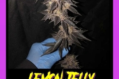 Sell: Lemon jealousy pollen