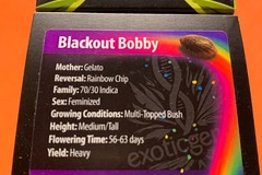 Venta: EXOTIC GENETIX - BLACKOUT BOBBY