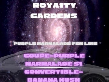Vente: Girl Scout Cookie x Purple Marmalade Fem. Seeds