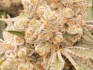 Sell: Tropicana Cherry x Gold Cash Gold 20 female seeds.