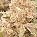 Sell: Tropicana Cherry x Gold Cash Gold 20 female seeds.