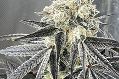 Sell: Superboof x Gold Cash Gold 20 female seeds
