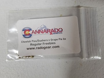 Sell: Cannarado Genetics - Cheetah Piss/Gushers x Grape Pie