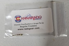 Sell: Cannarado Genetics - Cheetah Piss/Gushers x Grape Pie