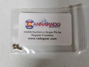 Venta: Cannarado Genetics - OGKB/Gushers x Grape Pie