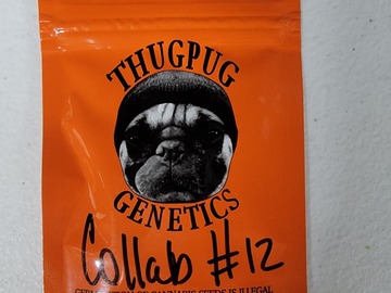 Vente: Thug Pug Genetics - Collab #12