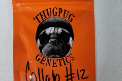 Sell: Thug Pug Genetics - Collab #12