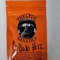 Sell: Thug Pug Genetics - Collab #12