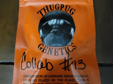 Venta: Thug Pug Genetics - Collab #13