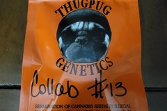 Sell: Thug Pug Genetics - Collab #13