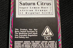 Sell: Equilibrium Genetics Saturn Citrus 12 pack