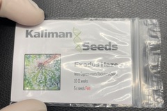 Sell: Kaliman Seeds Exodus Haze
