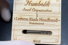 Sell: Humboldt Seed Organization Lemon Kush Headband