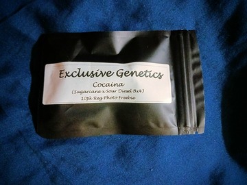 Vente: Cocaina (Sugarcane x Sour Diesel BX4) by NY Exclusive Genetics