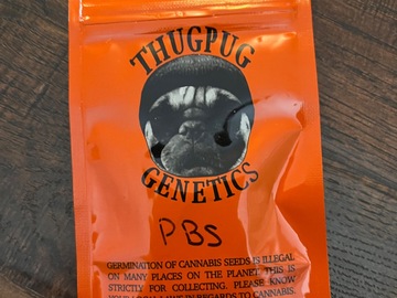 Vente: Thug Pug - PBS