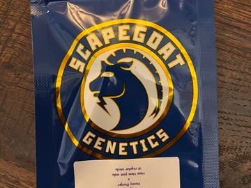 Vente: Scapegoat Genetics - Bag Man