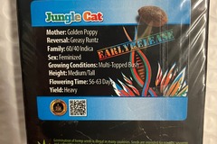 Venta: Jungle Cat from Exotic Genetix