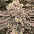 Vente: Cap Junky Rooted Clone