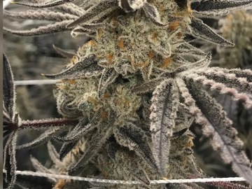 Vente: Double Stuffed Rooted Clone