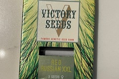 Sell: Victory Seeds Red Russian XXL