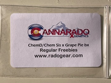 Sell: ChemD/Chem Sis x Grape Pie Bx from Cannarado
