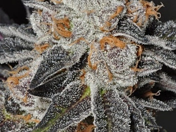 Vente: Thin Mint GSC Rooted Clone
