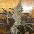 Venta: Tropicanna Cookies Rooted Clone