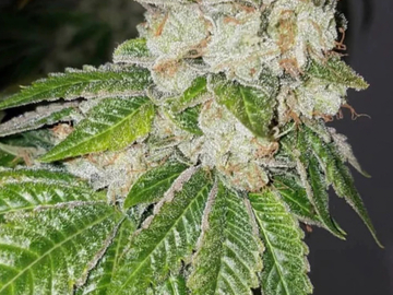 Vente: Triangle Kush Rooted Clone