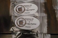 Sell: Bad Dawg Genetics  - Karen #3 x Cake Fighter