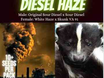 Venta: Super Sour Diesel Haze