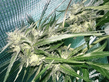 Sell: Sour Cuban Chem Queso Breeders clone (Valentines Sale)