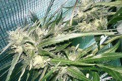 Sell: Sour Cuban Chem Queso Breeders clone
