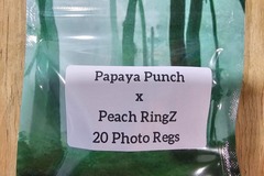 Vente: Papaya Punch x Peach RingZ - 20 Photo Regs
