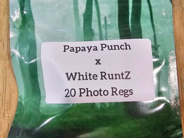 Vente: Papaya Punch x White RuntZ - 20 Photo Regs