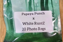 Sell: Papaya Punch x White RuntZ - 20 Photo Regs