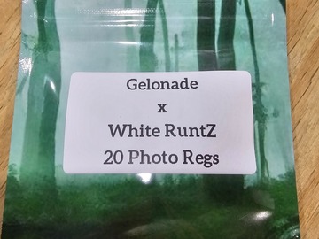 Vente: Gelonade x White RuntZ - 20 Photo Regs